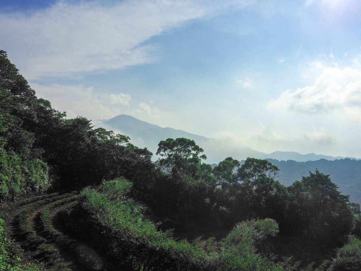 TEA MOUNTAIN TRAIL (茶山步道)